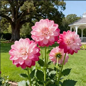 200 Dahlia Seeds for Planting – Vibrant Blooming Flower Seeds for Garden, Yard & Outdoor Landscaping