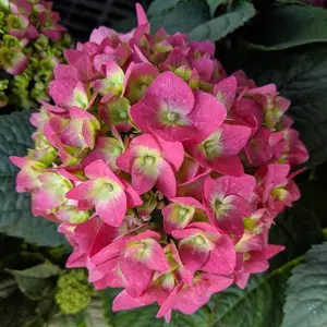 Endless Summer® Summer Crush Hydrangea