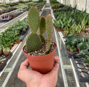 Opuntia 'Microdasys' (Bunny Ear Cactus) houseplant