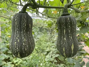2 to 500 Striped Butternut Squash Seeds for Planting,Hạt Giống Bí Hạt Đậu F1 - NON-GMO