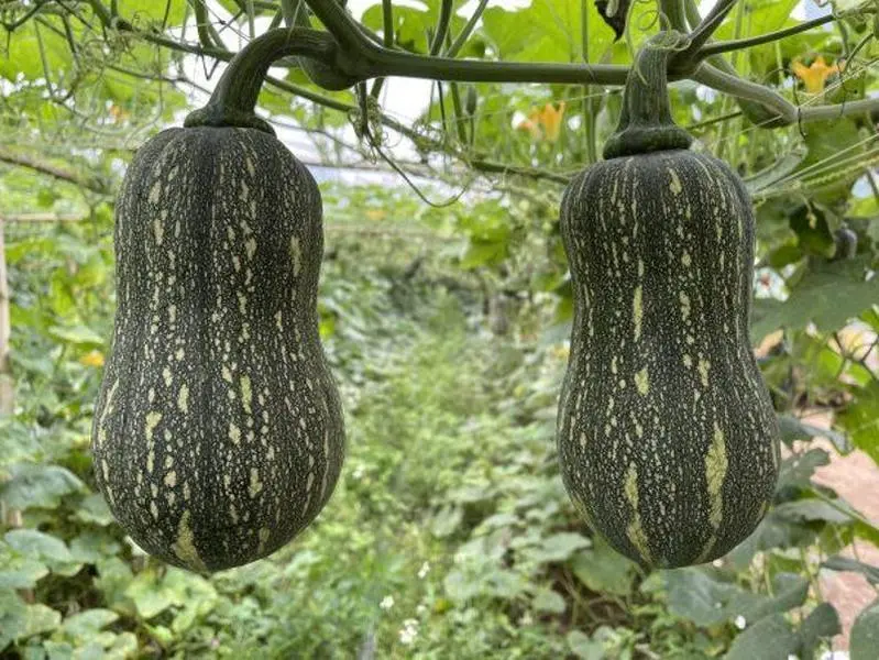 2 to 500 Striped Butternut Squash Seeds for Planting,Hạt Giống Bí Hạt Đậu F1 - NON-GMO