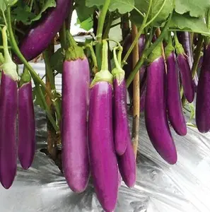 200 Pcs Long Eggplant Seeds for Planting - Abundant Harvest, Versatile Variety, Easy to Grow, Long-Lasting Supply