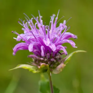 Wild Bergamot "Bee Balm" Seeds - Native Perennial Wildflower Seeds