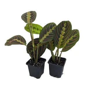 Hirt's Red Prayer Plant - 2 Pack - Maranta - House Plant - 3" Pots