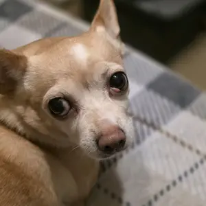 Echoes of Loyalty: A Contrast in Companionship