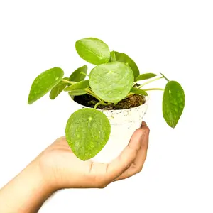 4" Pilea Peperomioides 'Chinese Money Plant', Pet Friendly Live Houseplant, Indoor Plant