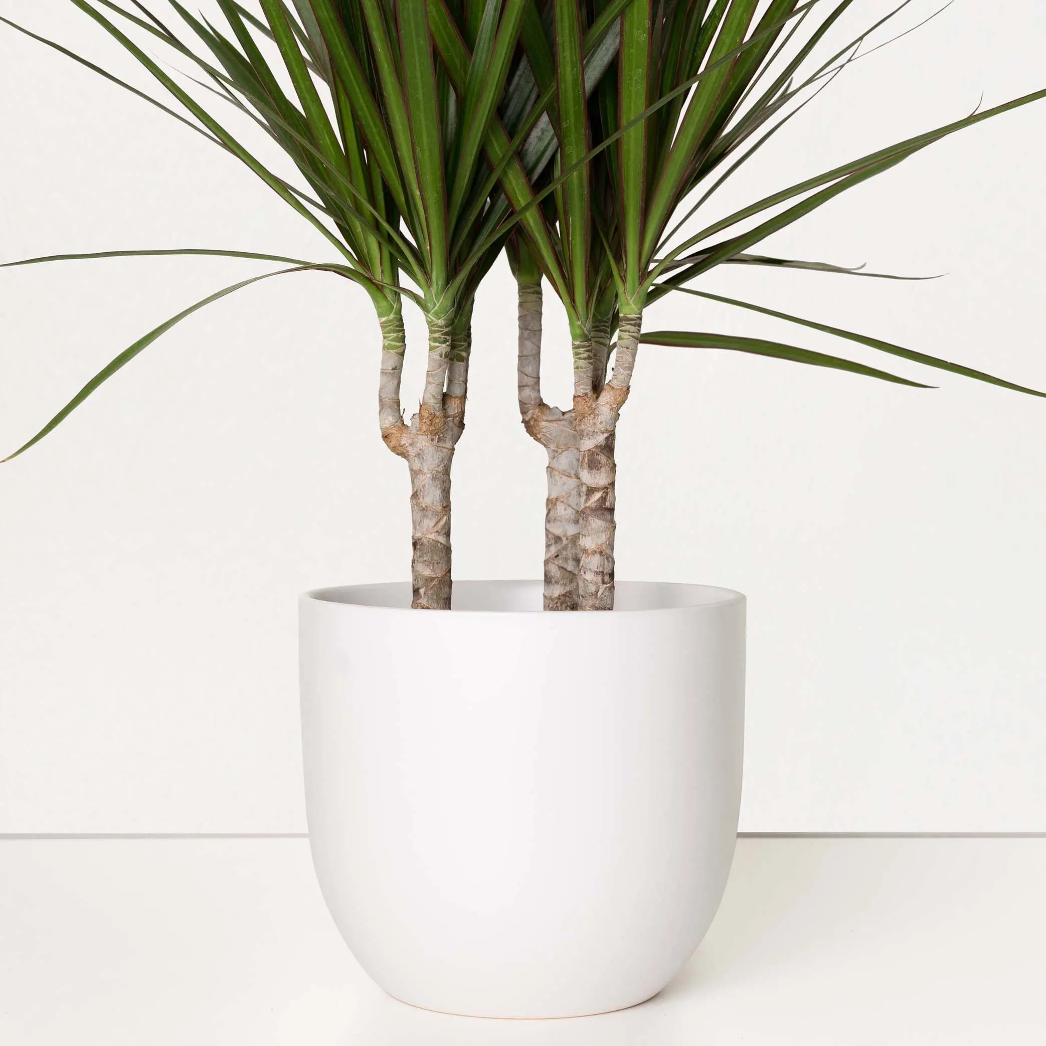 Ceramic Planter - White Ceramic Planter - White