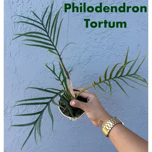4” Philodendron ‘Tortum’