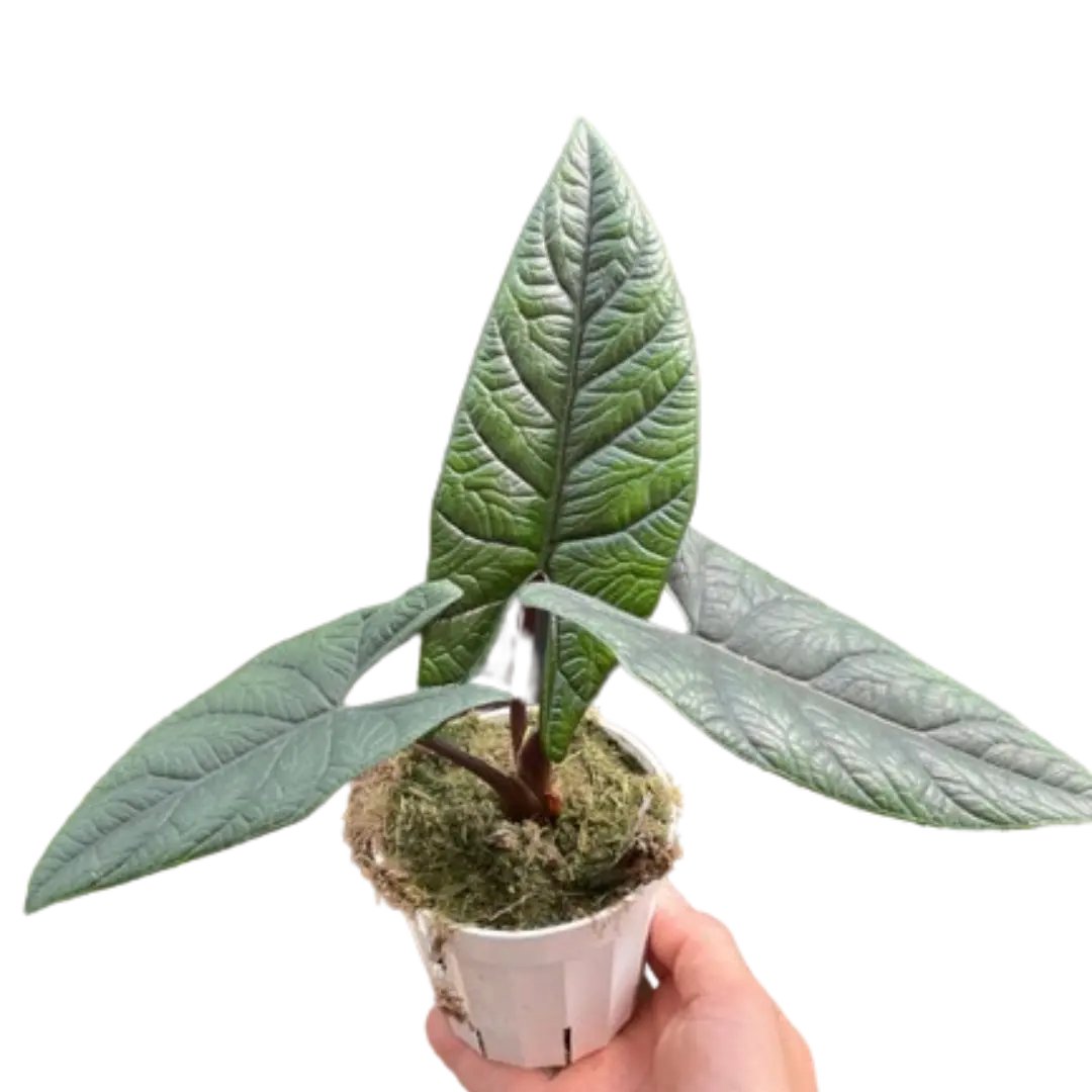 Alocasia 'Scalprum' Indoor Plant - Narrow Leaves, Leathery Foliage, Sculptural Foliage, Office Decor, Partial Shade Tolerant, Steady Moisture Requirement for Garden Supplies Enthusiasts