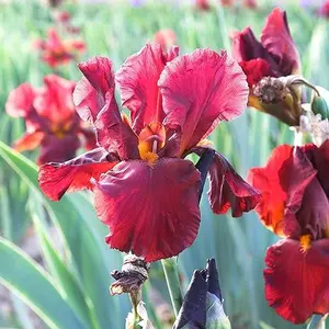Bearded Iris Califlora 'Bernice's Legacy' Plant Rhizome-Bulb (1 Pack) - Red Flowering Blooms in Spring Gardens