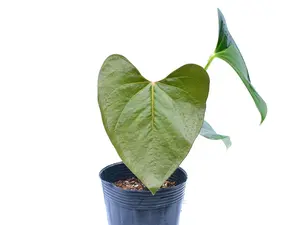 Anthurium cerrocampanense (seedling)