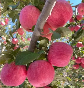 Potted Mini Apple Tree — Sweet, juicy fruit; easy to grow; bears fruit quickly; ideal for balconies, courtyards, and gardens; can be planted year-round; cold- and drought-tolerant; perfect for beginners.