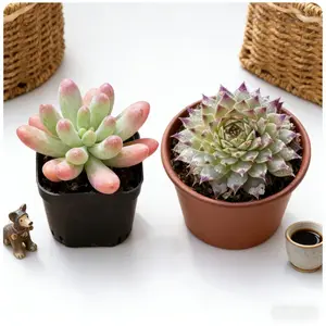 4 inch Complete Succulent Kit Blue Jelly Bean Indoors Frost Proof Sempervivum Outdoors Thrives in Sun Cold Neglect Sedum Pachyphyllum Sempervivum Tectorum