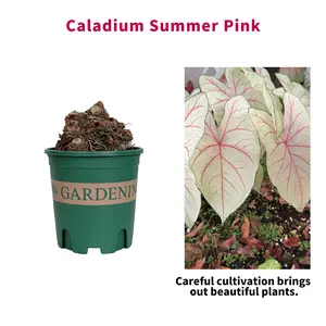 R13 / Caladium Summer Pink Planting Bulbs, Heart Foliage With Cream White Base, Delicate Blush Pink Veins & Thin Green Leaf Edges, Suitable For 4 Inch Pots, Shade-Loving Tropical Tuber For Indoor Tabletop Decor, Patio Containers And Shaded Garden Planting