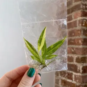 Philodendron Caramel Marble TC Plantlet