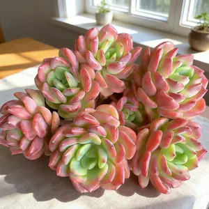 Echeveria 'Fanta'  Pink Multi-Head Succulent Bouquet  Live Bare Root • Gift for Her • Holiday Decor”