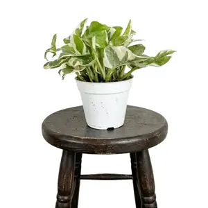 4" NJoy Pothos, Live Houseplant, Beginner Friendly Indoor Plant
