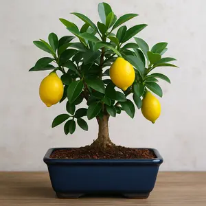 Zesty Lemon Bonsai Tree Seeds, 30 Seeds, Grow a Delicious Fruit Bearing Bonsai Tree - Ships from Iowa.