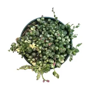 Variegated String of Pearls | 4 inch Rosary Vine Live Succulent Hanging Plant | Indoor with Bead-like Leaves & Trailing Stems Easy Care Low Maintenance