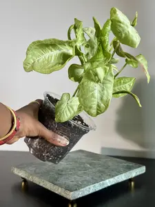 Milk Confetti Syngonium | Rare Variegated Arrowhead Plant, Pink Speckled Leaves | 5” Pot | Margaret’s Pink House