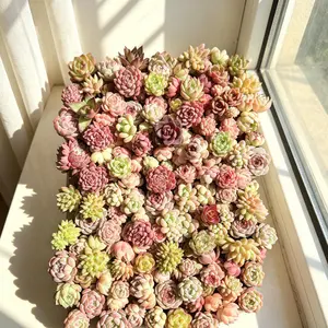 100PCS Random Assorted Succulents  Bare Root Live Plants, Easy Care, Unique Gift Idea, Indoor & Outdoor Decor
