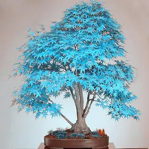 50Pcs Blue Japanese Maple Seeds Non-GMO Rare Ornamental Decor Tree Seeds