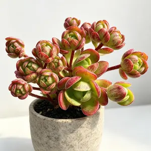 Aeonium Saundersii 'Pinheads' Variegata Rare Succulent Bare Root | Colorful Variegated Rosette | Easy Care Indoor Plant | Live Succulent for Home & Garden Decor | Perfect Gift #Succulent #Aeonium #Variegata #RarePlants #PlantTok #IndoorPlants