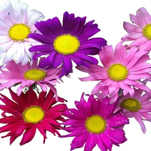 Green River Andrella Aster Flower Seeds - 50 Premium Perennial Seeds for Lush Double Petals & Vibrant Late Summer Blooms Ideal for Borders & Pollinator Friendly Gardens