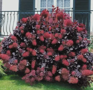 Live Purple Smoke Tree Plant 12-18" Tall in 4" Pot - Cotinus Coggygria - Smoke Bush Tree - Ormanental Shrub Tree for Outdoor Garden