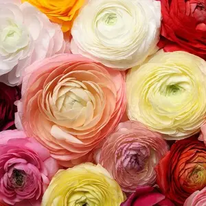 25pcs Mixed Peony Ranunculus Bulbs - 10 Large Healthy Bulbs for Planting - Easy to Grow - Ships from Iowa, Usa