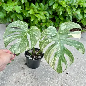 Monstera Green Snow - 6" pot