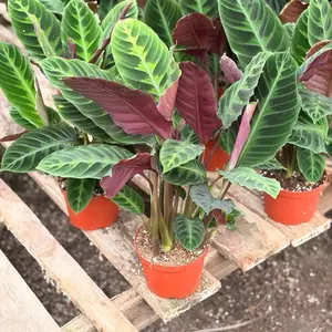 Jungle Velvet Calathea Liveplant 6inch Potted with Vibrant Purple and Green Leaves in red Pot