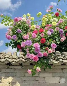 Mixed-Color Climbing Vine Rose Seedlings Four-Season Flower Seeds Double-Petaled Large Flowers for Courtyard Balcony Spring Decor Vibrant Mix of Colors Ideal for Any Setting