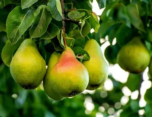 Pear Tree Seeds -20 Seeds - Grow Fresh Pears Pear Tree Seeds -20 Seeds - Grow Fresh Pears