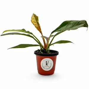 Philodendron 'Jungle Boogie' – Live Tropical Houseplant (4" Nursery Pot)