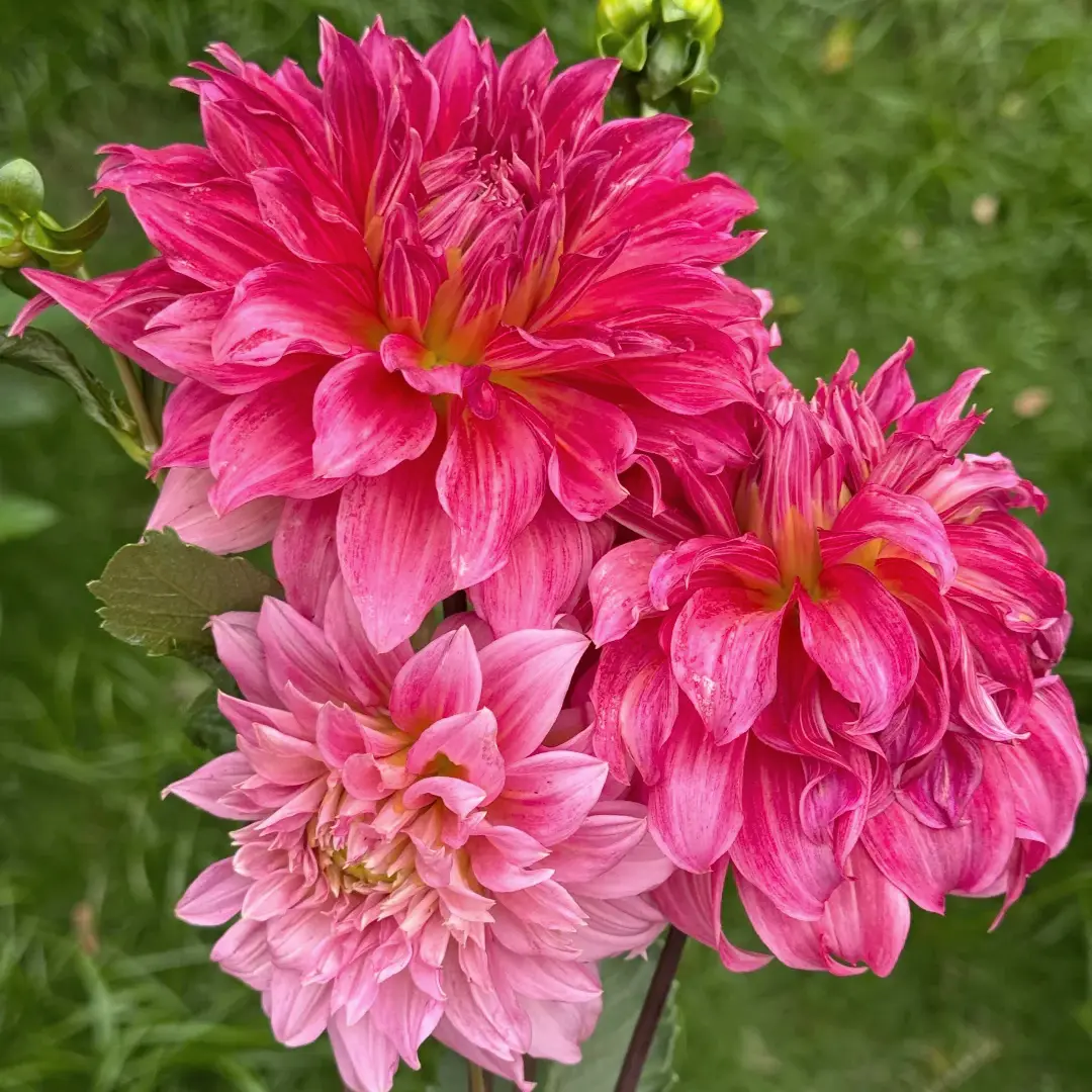 Islander Dahlia Flower Tuber, Coral Pink Giant Blooms Dahlia Bulb, Vigorous Grower, Ideal for Flower Collector, Outdoor Garden & Large Planter Decor