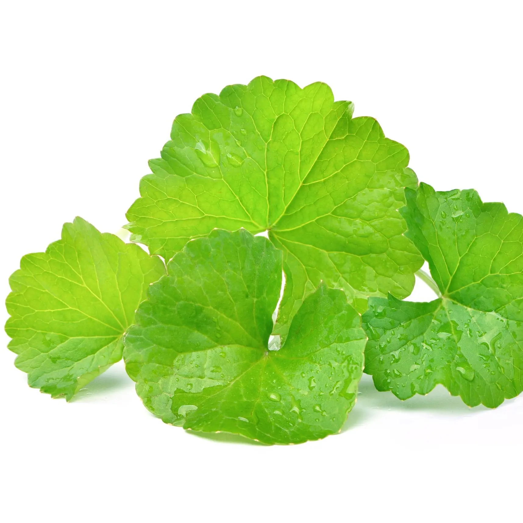 Pennywort Seeds Gotu Kola Centella asiatica Rau Má Traditional Medicine Plant for Spring Sowing in Well-Draining Soil