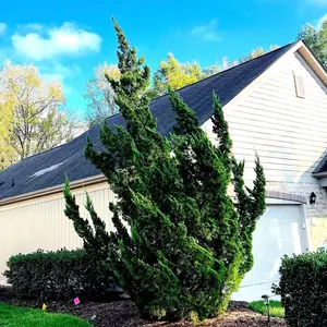 Hollywood Juniper Tree