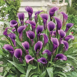 Purple Sensation Calla Lily Bulbs