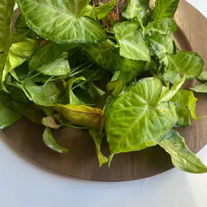 Assorted Arrowhead Live Terrarium Plant. Great for vivariums and paludariums! Can also be used as a houseplant or emersed aquarium plant!