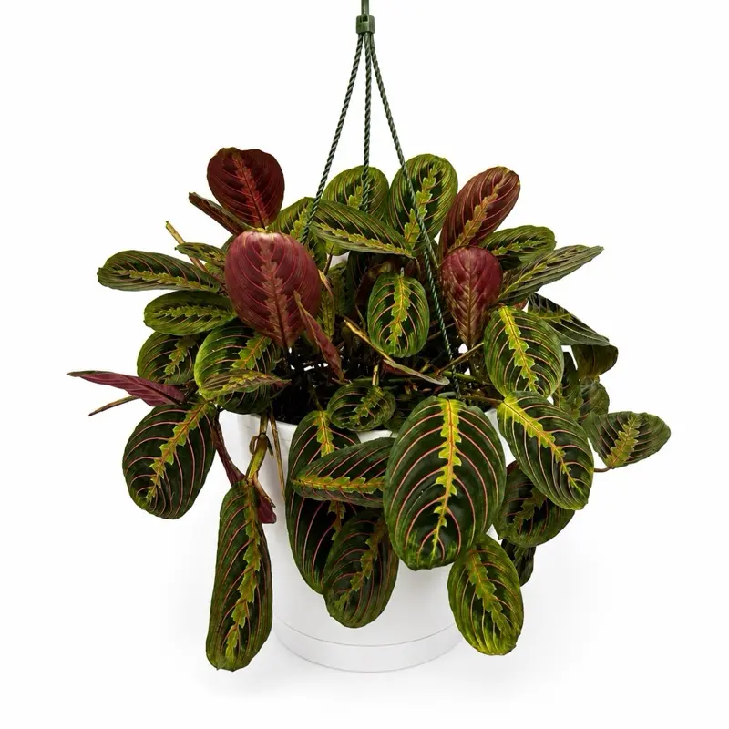 Calathea Maranta Red 6" HB Prayer Plant Unique Red Veined Leaves Easy Care Indoor Houseplant for Beginners Air Purifying Tropical Decor