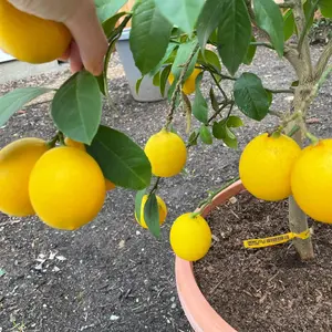 2-Year-old yellow lemon tree seedlings (1 plant), grafted dwarf, high quality, fast flower production, high yield. Seedling height 13-18 inches, fresh delivery.