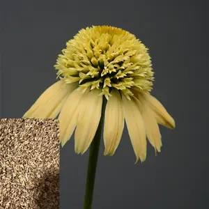 Green River 50 Lemon Cream Coneflower Seeds - Flower Seed Pack, Rare Perennial Echinacea, Fast-Growing Pollinator Plant for Full Sun Gardens, Clearance Yellow Blooms