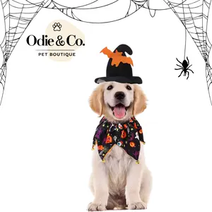 Halloween Witch Hat & Pumpkin Jester Collar Set for Dogs