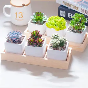 15 pcs, live succulent plant combination, live succulent plant combination for indoor home and office decoration, rich in styles, bare root delivery, suitable for beginners