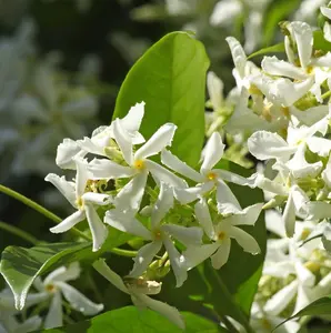 Green Confederate Star Jasmine Plant Live for Planting, Star Jasmine Flower Live Plant Indoor Outdoor 4-6 Inc Tall