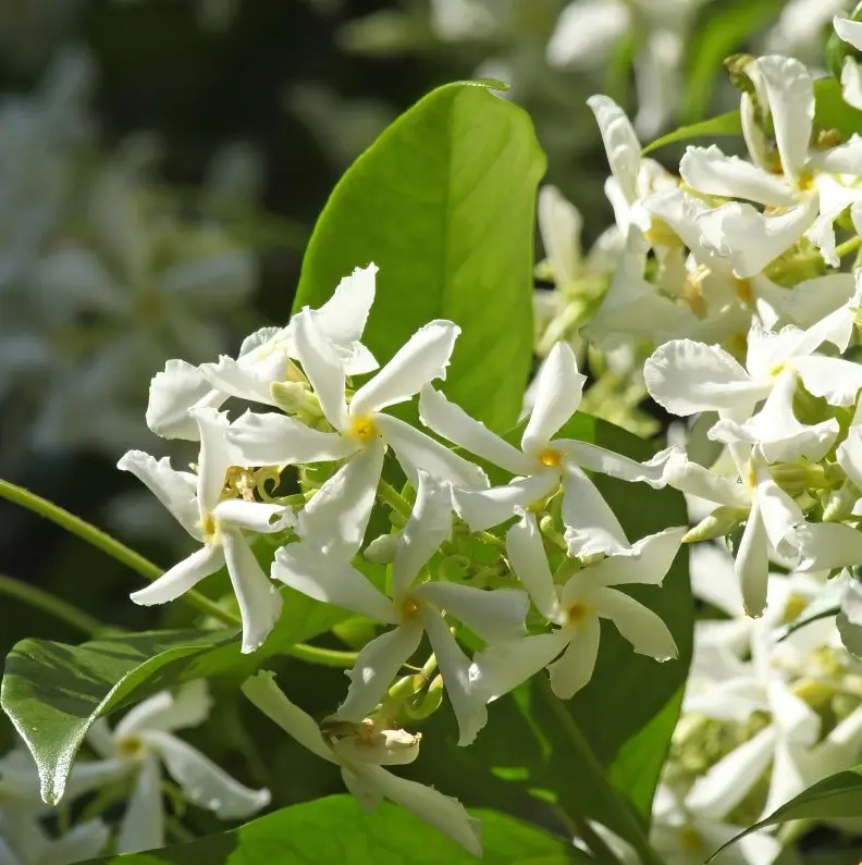 Green Confederate Star Jasmine Plant Live for Planting, Star Jasmine Flower Live Plant Indoor Outdoor 4-6 Inc Tall