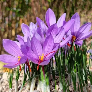 100 seeds of saffron, flower seeds, are highly suitable for planting both indoors and outdoors in a home garden.