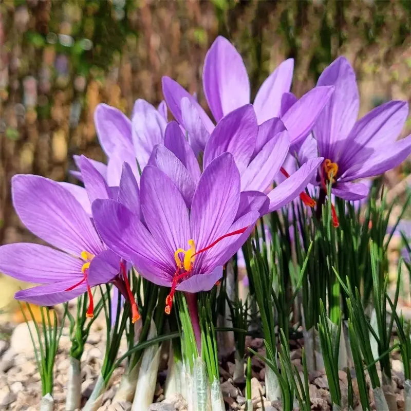 100 seeds of saffron, flower seeds, are highly suitable for planting both indoors and outdoors in a home garden.
