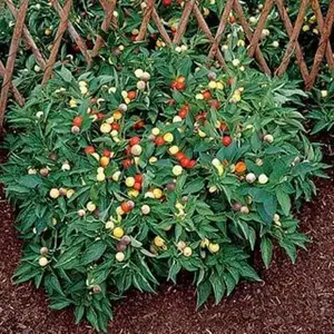 NOSEGAY PEPPERS Seeds (Capsicum: Annuum ) - They are edible, and can used as an ornamental,Pretty little OP heirloom from Chile